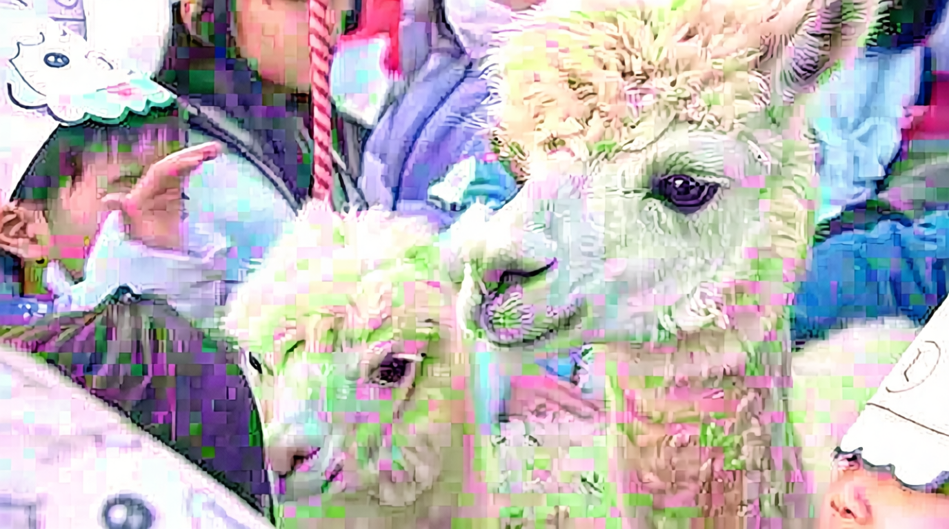 Heartwarming Alpaca Graduation at Mitsuke Elementary School